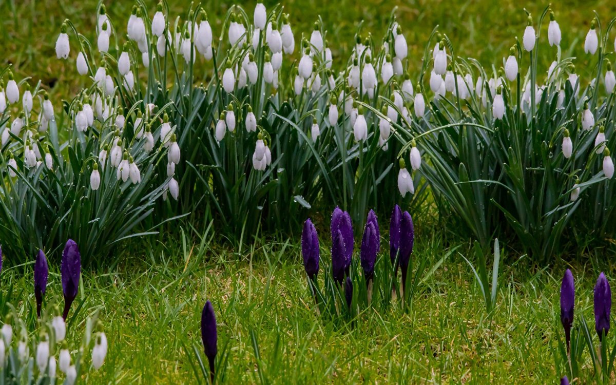 Крокус осенний белый