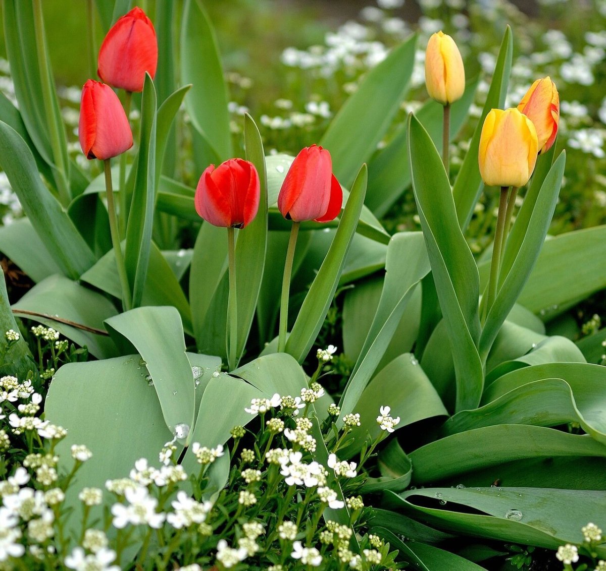 Долина крокусов Домбай