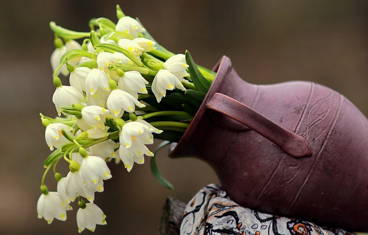 Белые тюльпаны