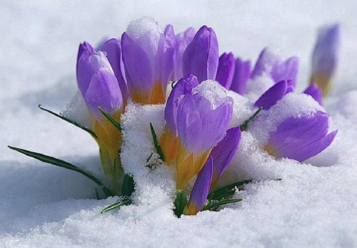 Тюльпаны в вазе