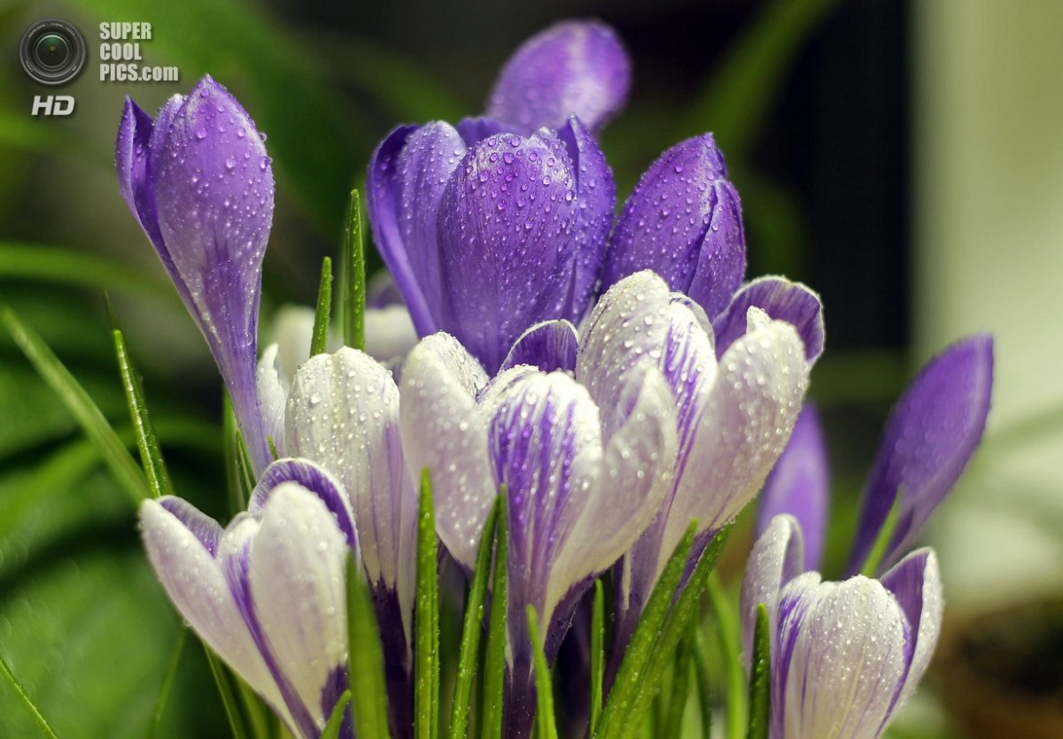 Крокусы тюльпаны подснежники