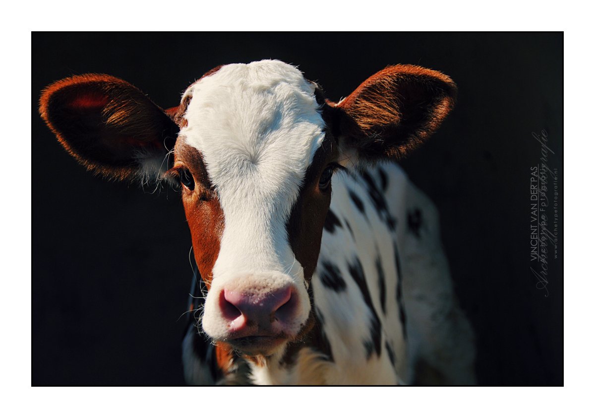 Контур головы коровы