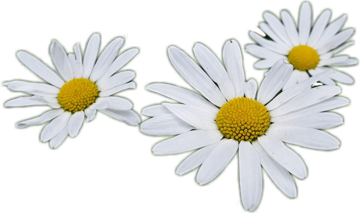 Ромашка на белом фоне рисунок