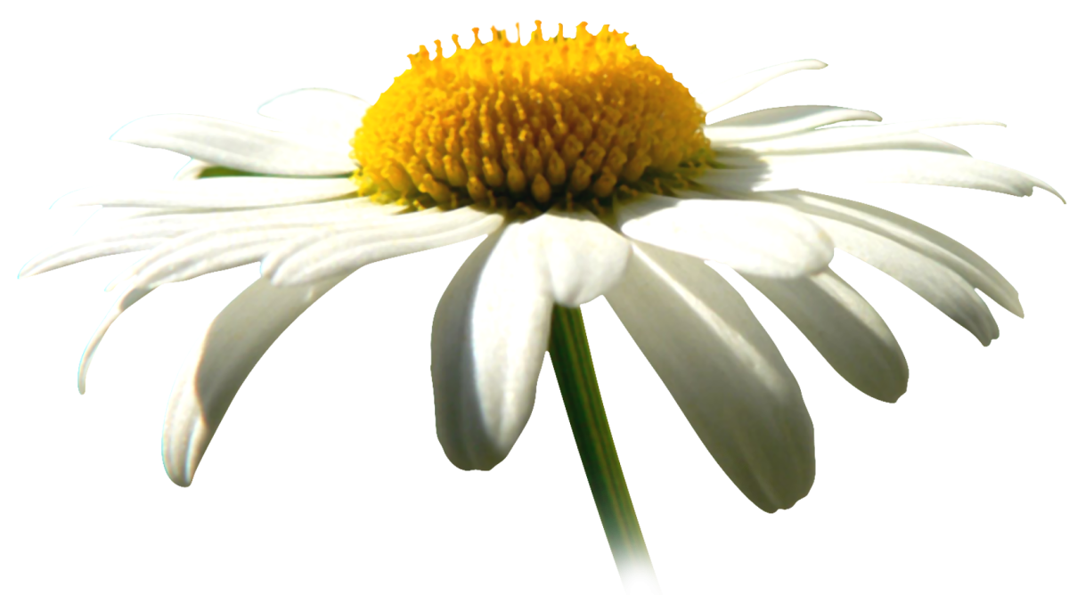Ромашка на белом фоне