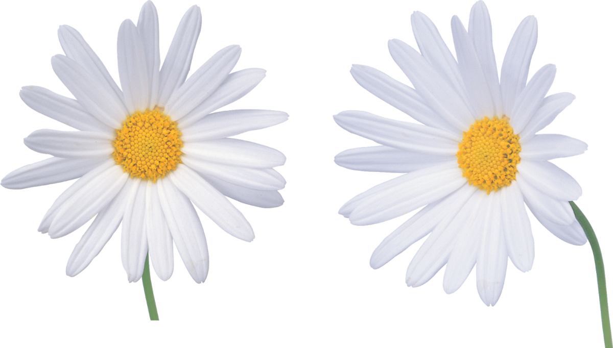 Картинка Ромашка на прозрачном фоне