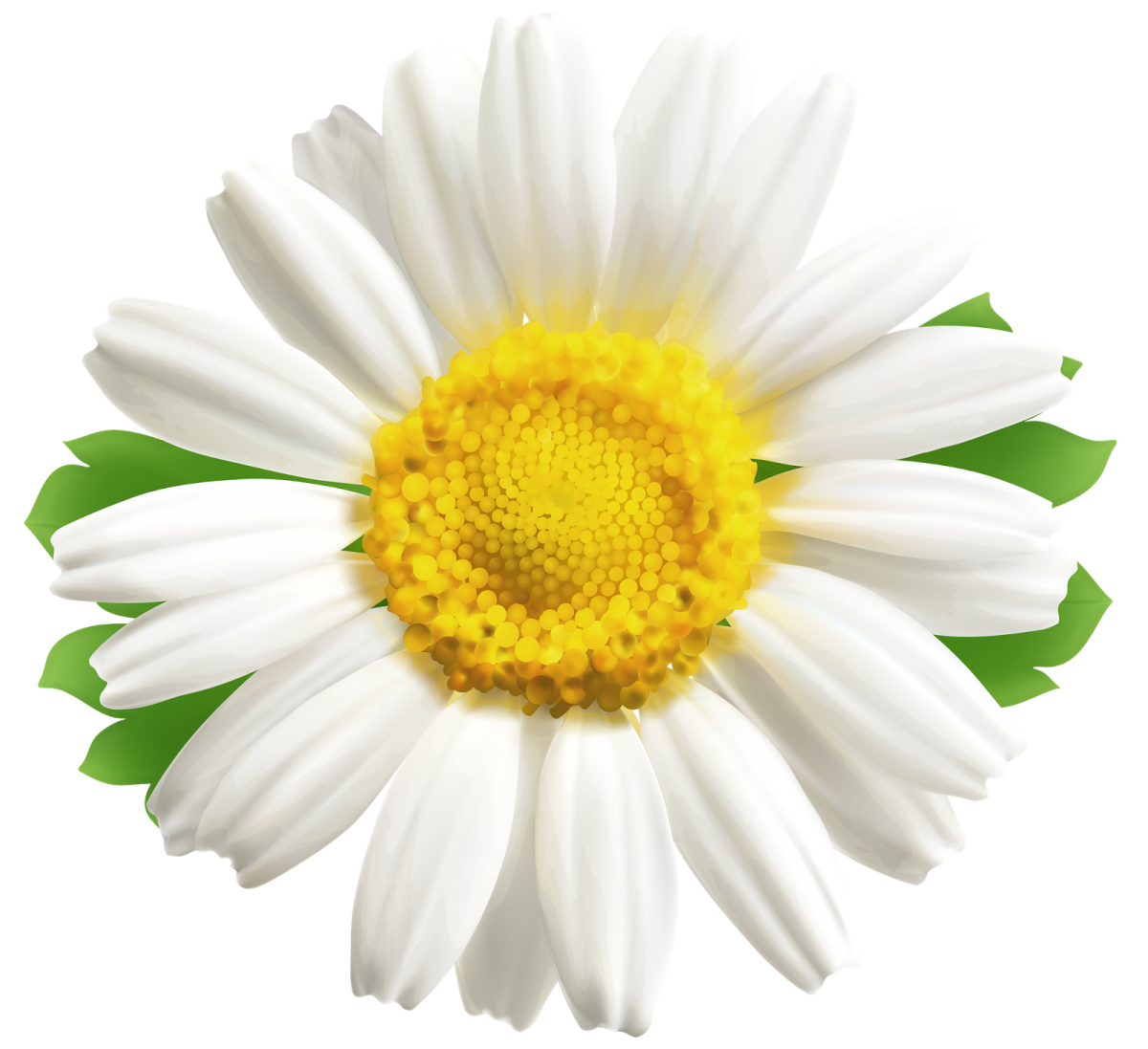 Ромашка на белом фоне