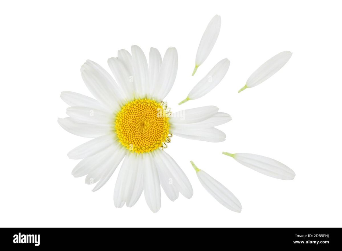 Анимация лепесток ромашки улетает