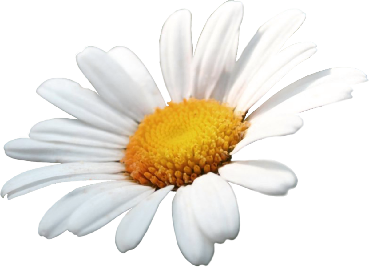 Ромашка рисунок на прозрачном фоне