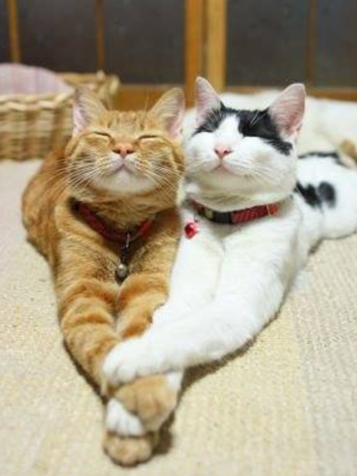 Влюбленные котики