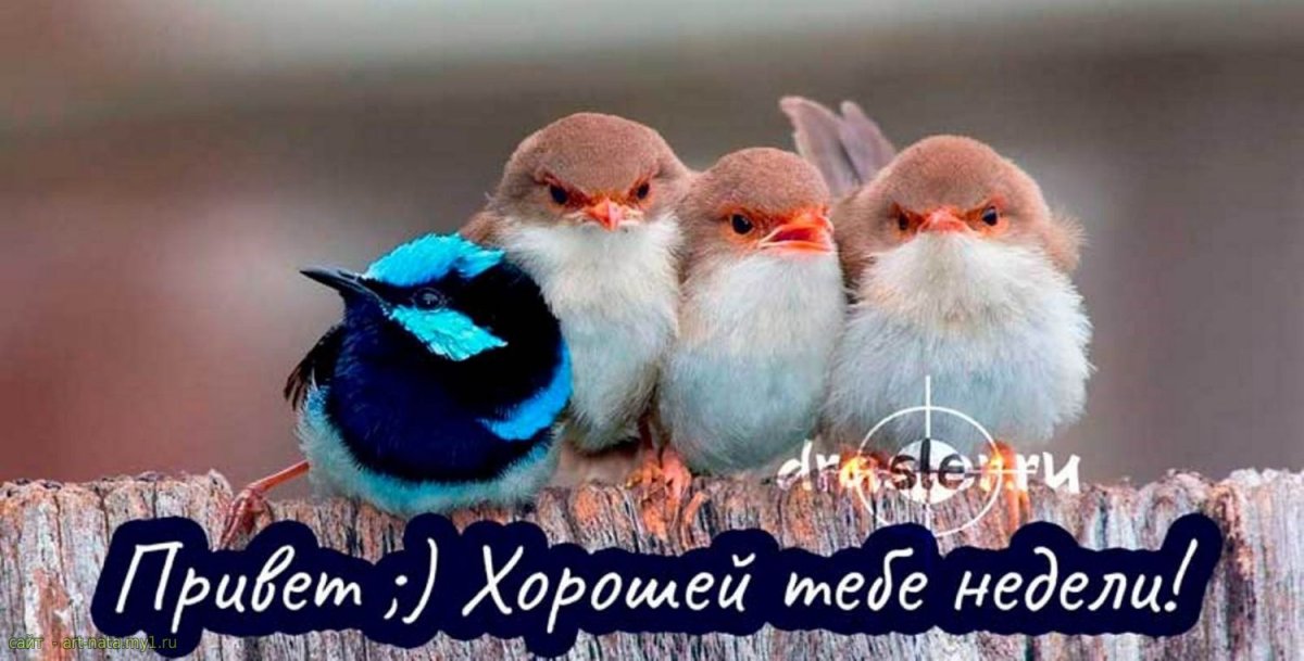 Хорошей недели