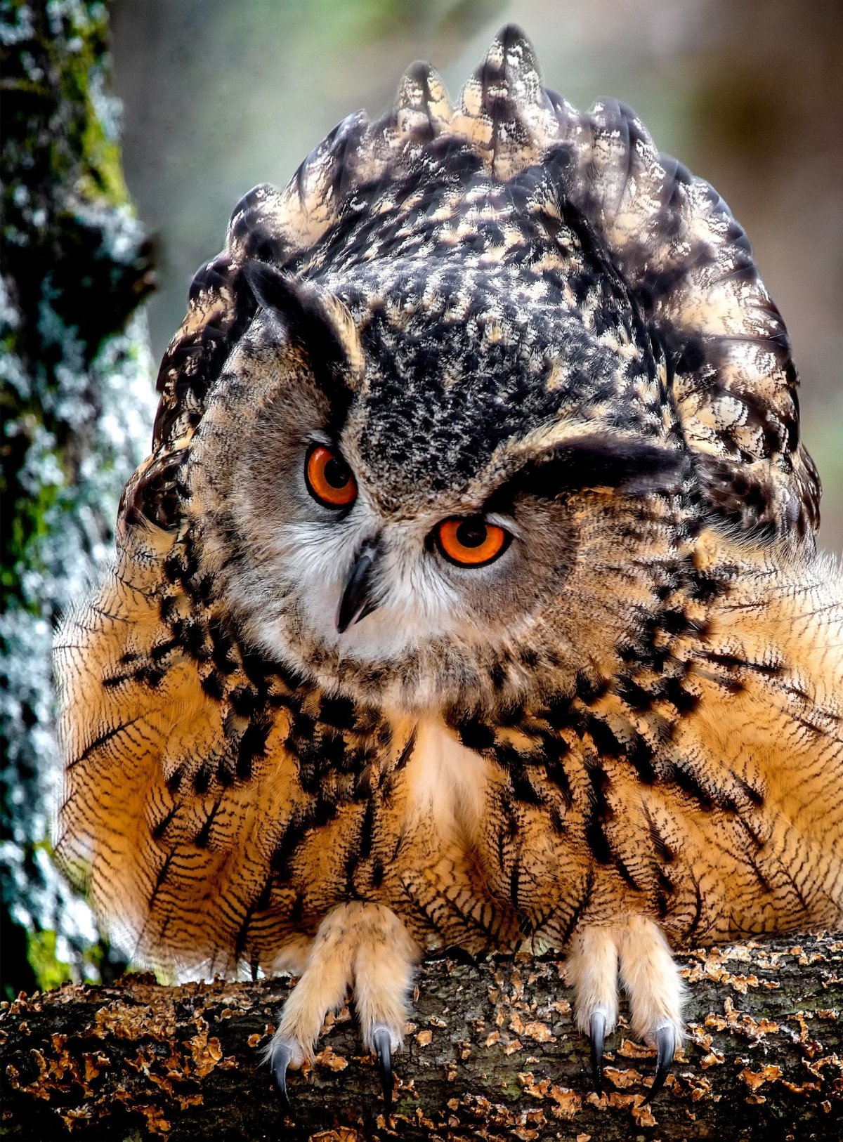 Филин Bubo Bubo