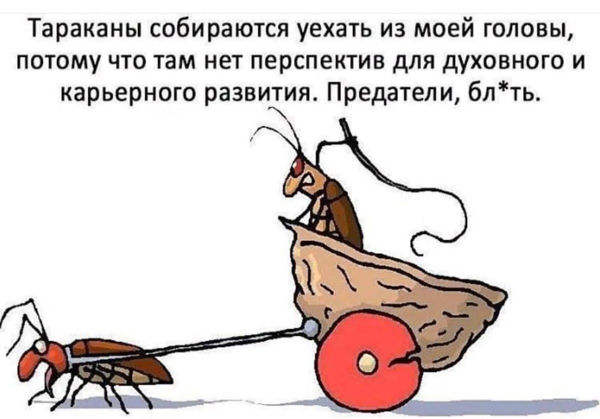 Тараканы играют в карты