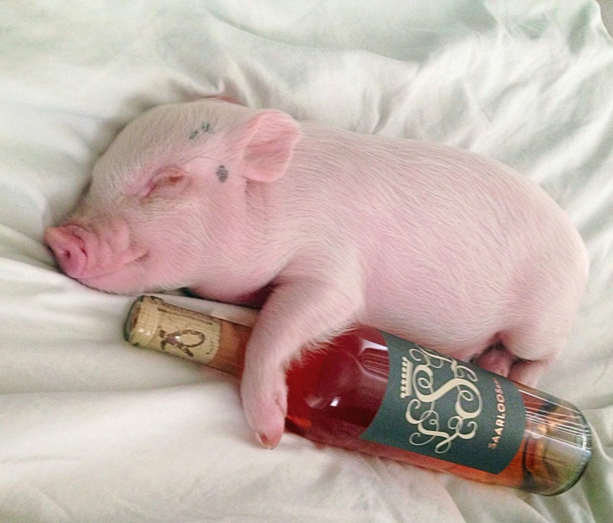 Свинка прикол