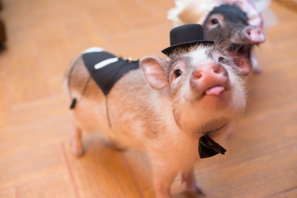 Богатая свинья