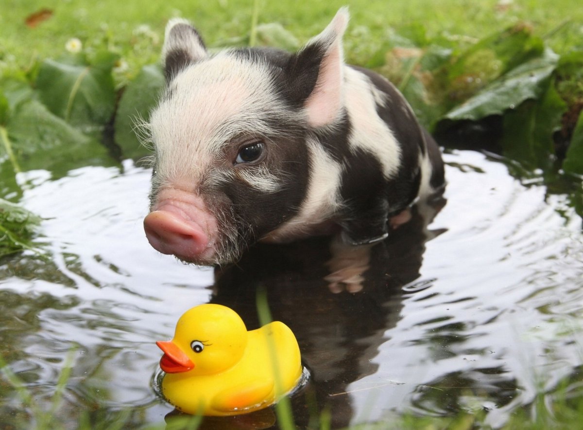 Смешные свиньи