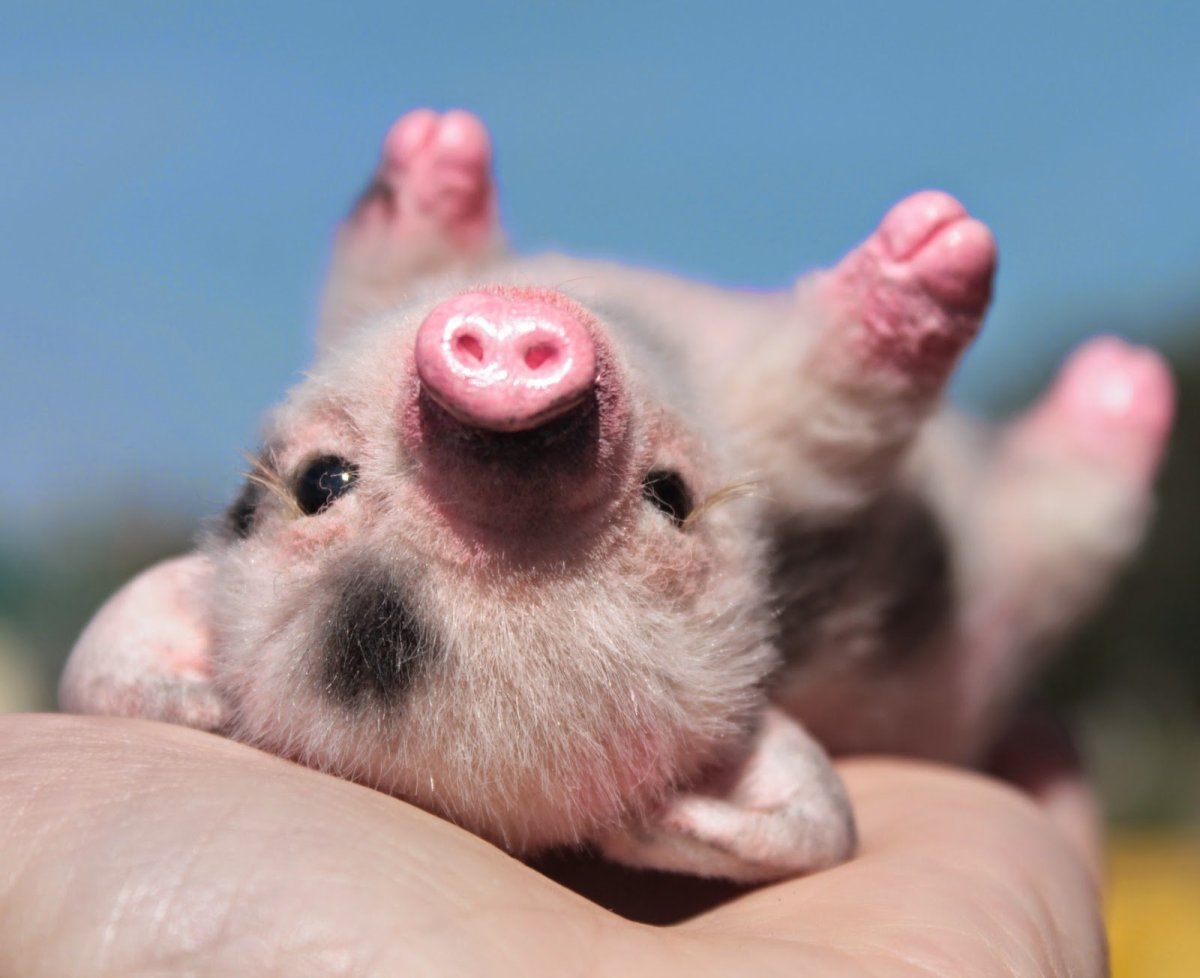 Минипиг майялино