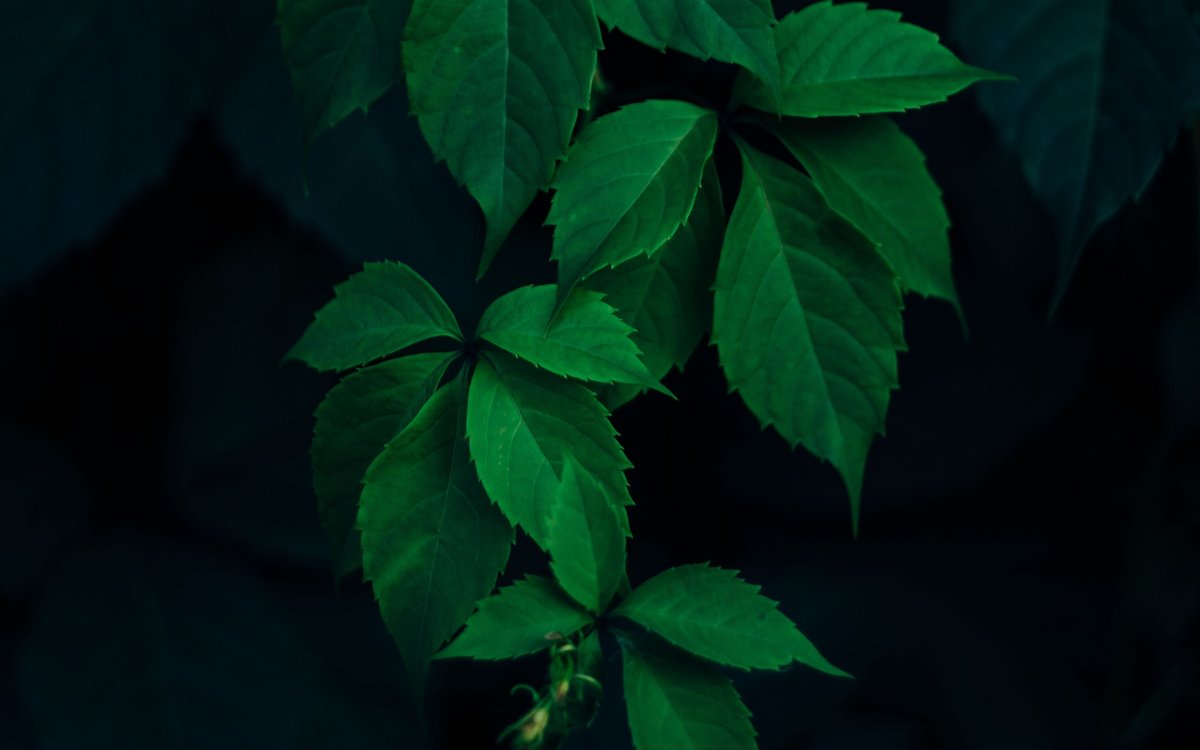 Темно зеленые обои