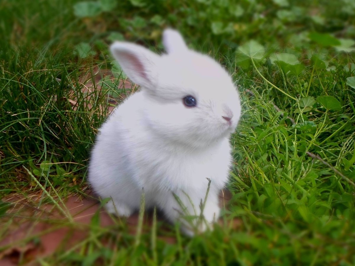 Настоящие зайчики