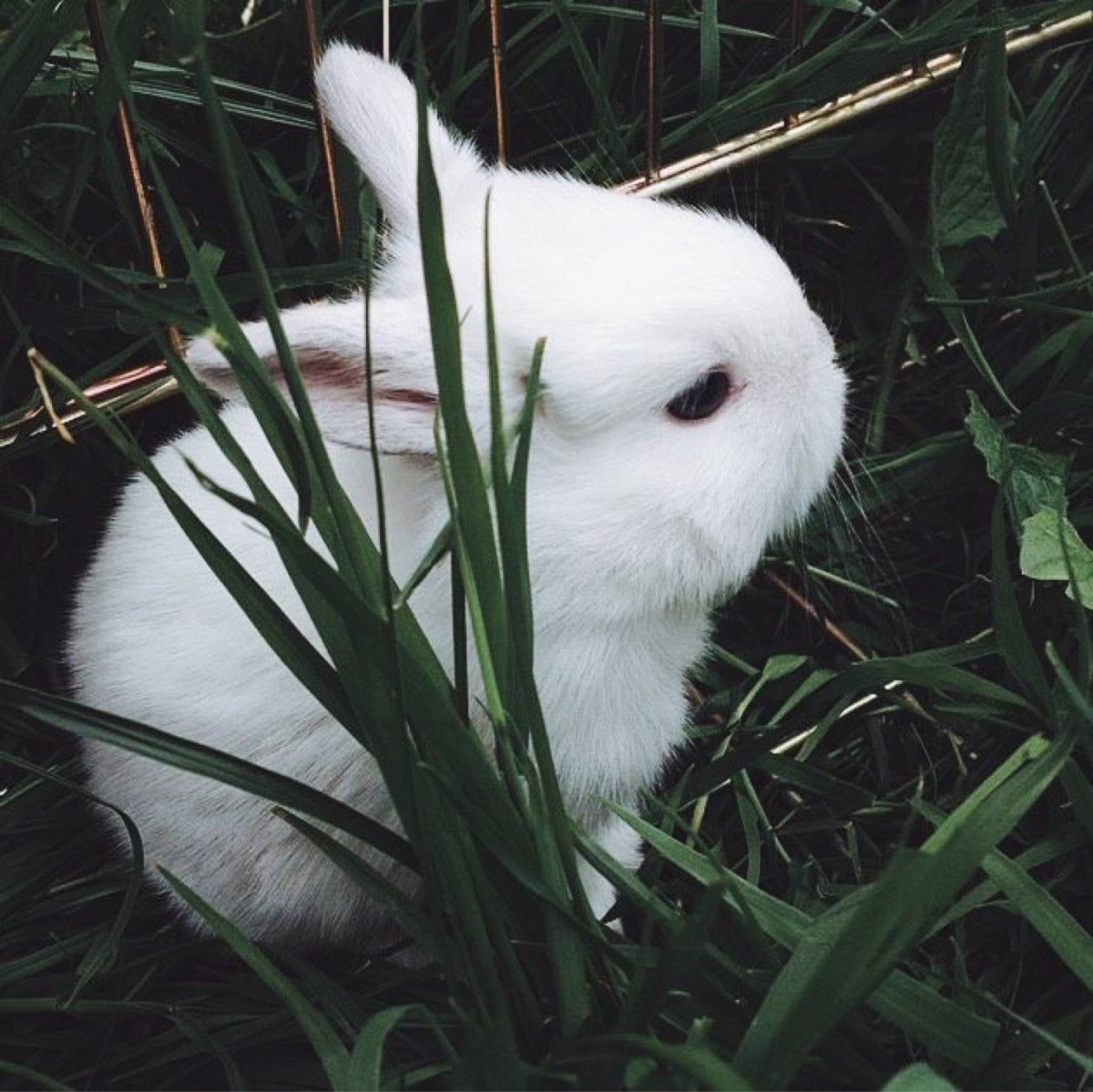 Белый пушистый кролик