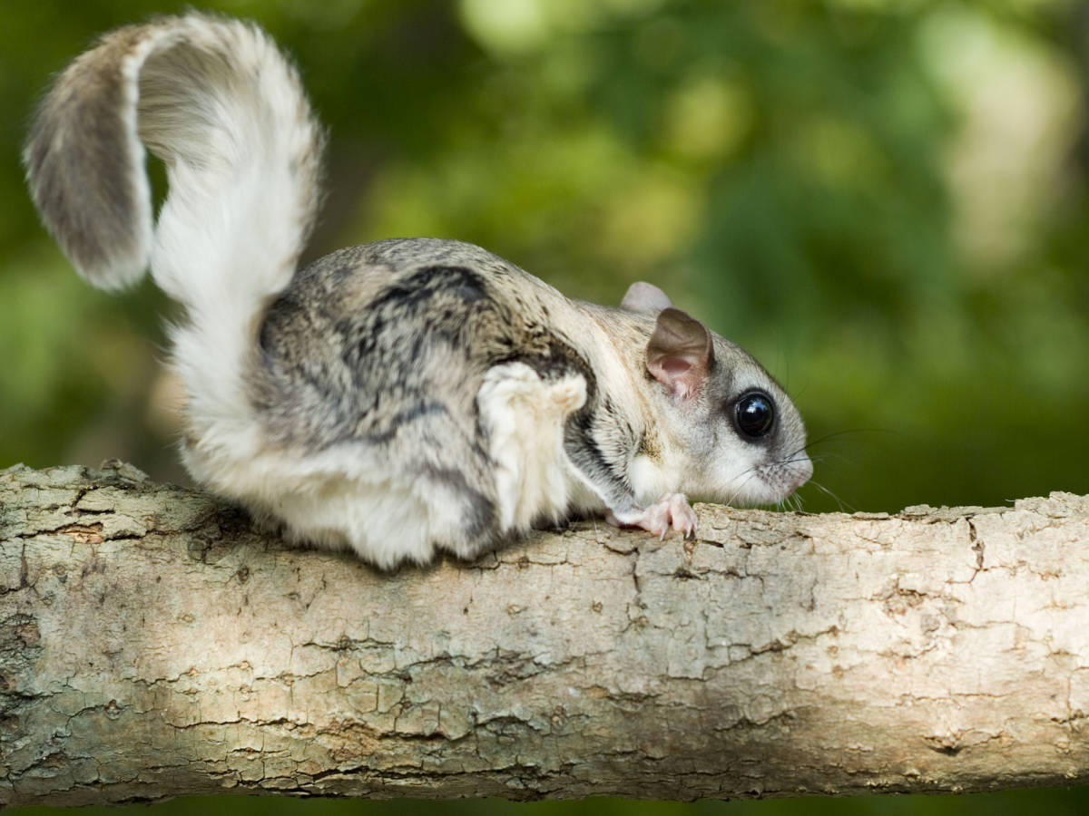 Японская летяга Момонга