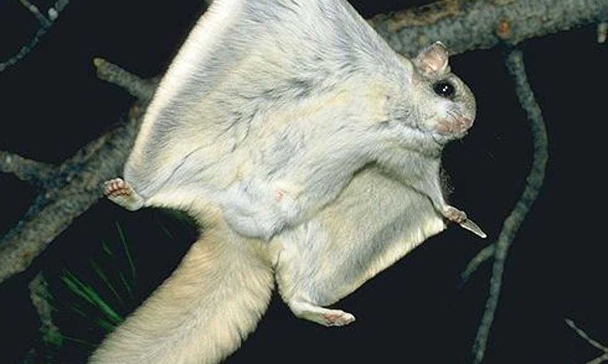 Полетуха летяга летучая белка