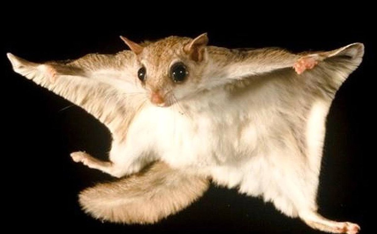 Белка летяга