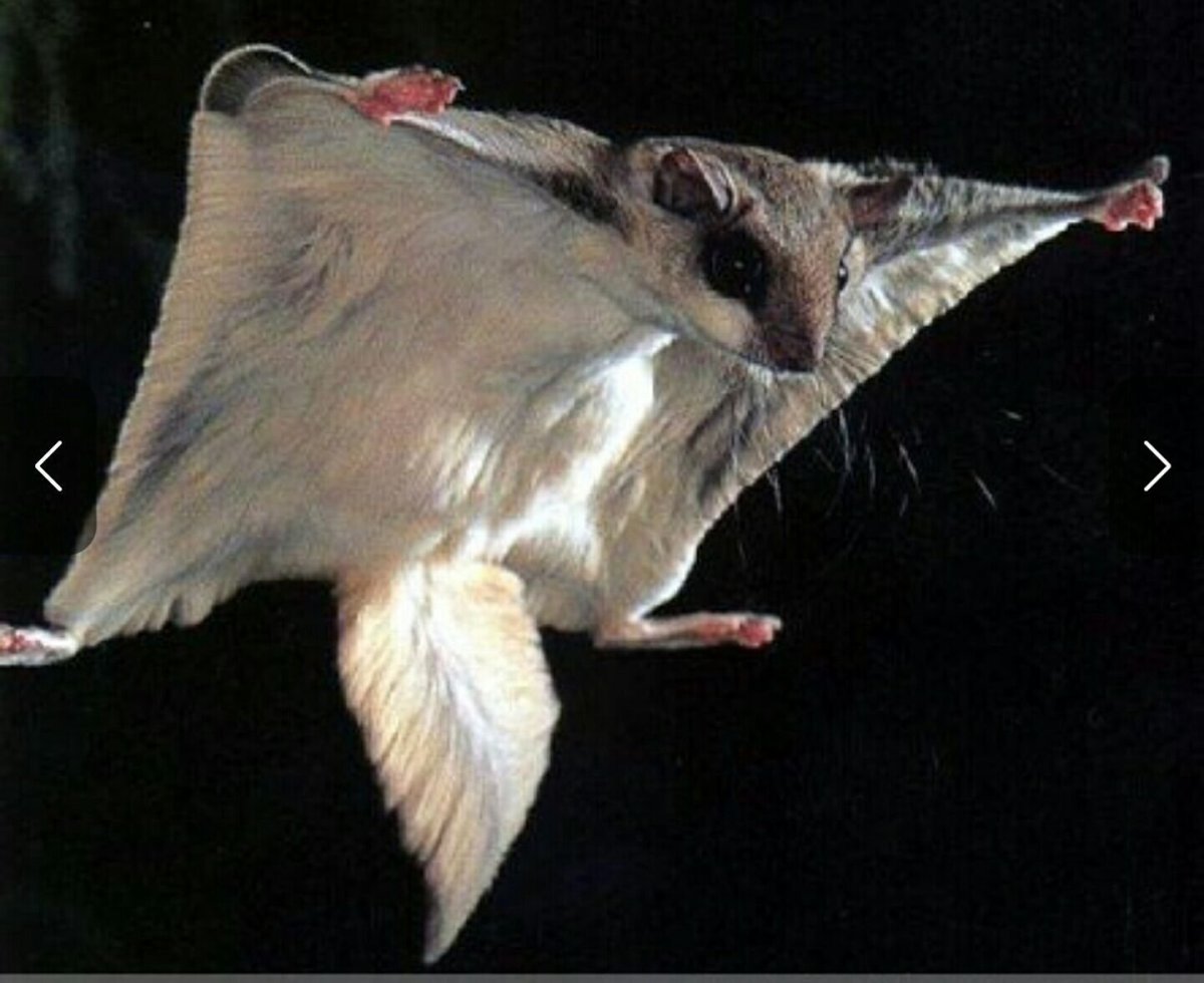 Летяги Джина