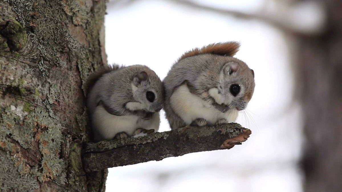 Японская белка летяга улыбается