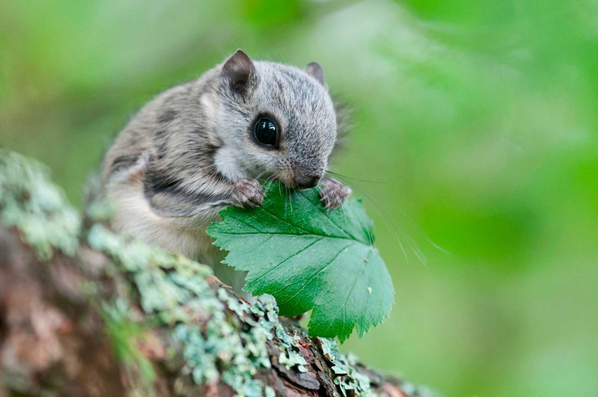 Сибирская белка летяга