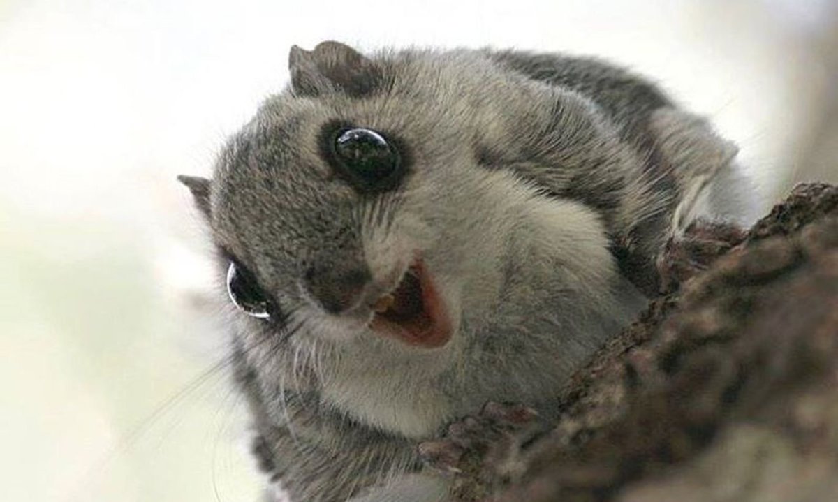 Японская белка Момонга