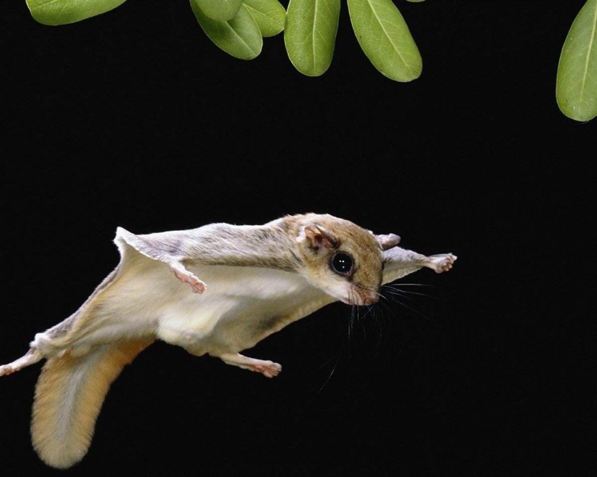 Мышь летяга