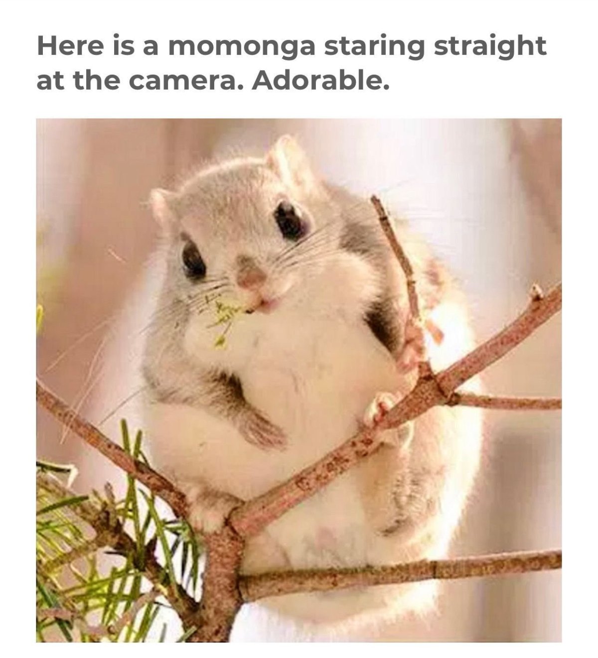 Японская летяга Момонга