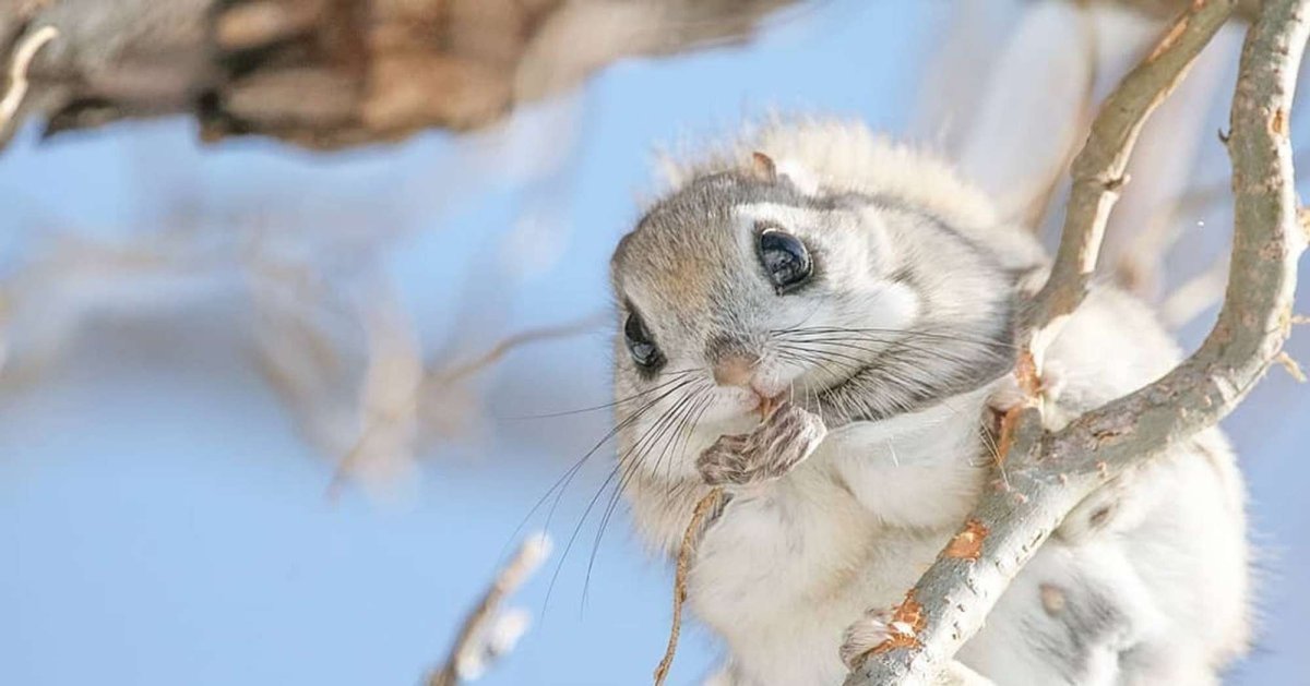 Японская белка Момонга
