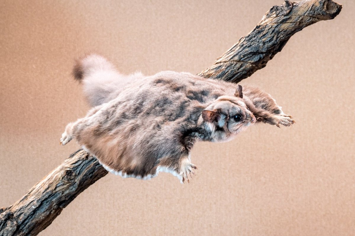 Гигантский Летучий кус кус