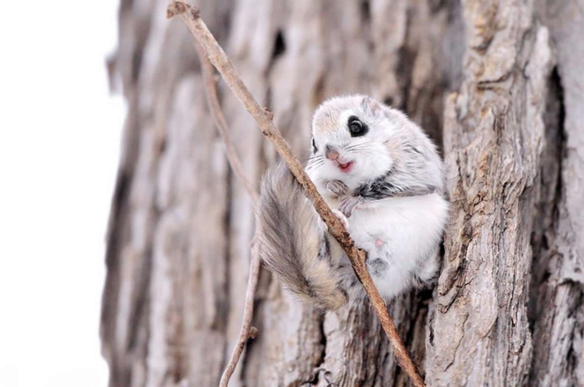 Сибирская белка летяга