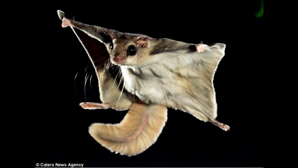 Иглохвостая летяга