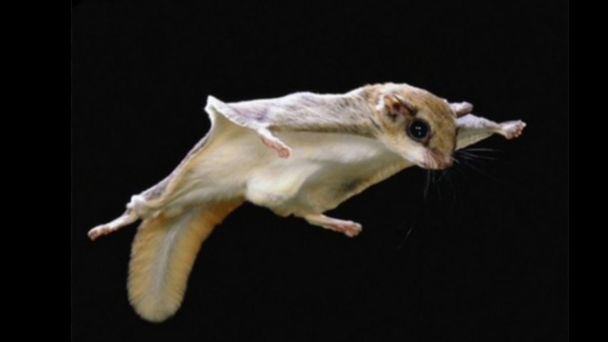 Белка летяга в России