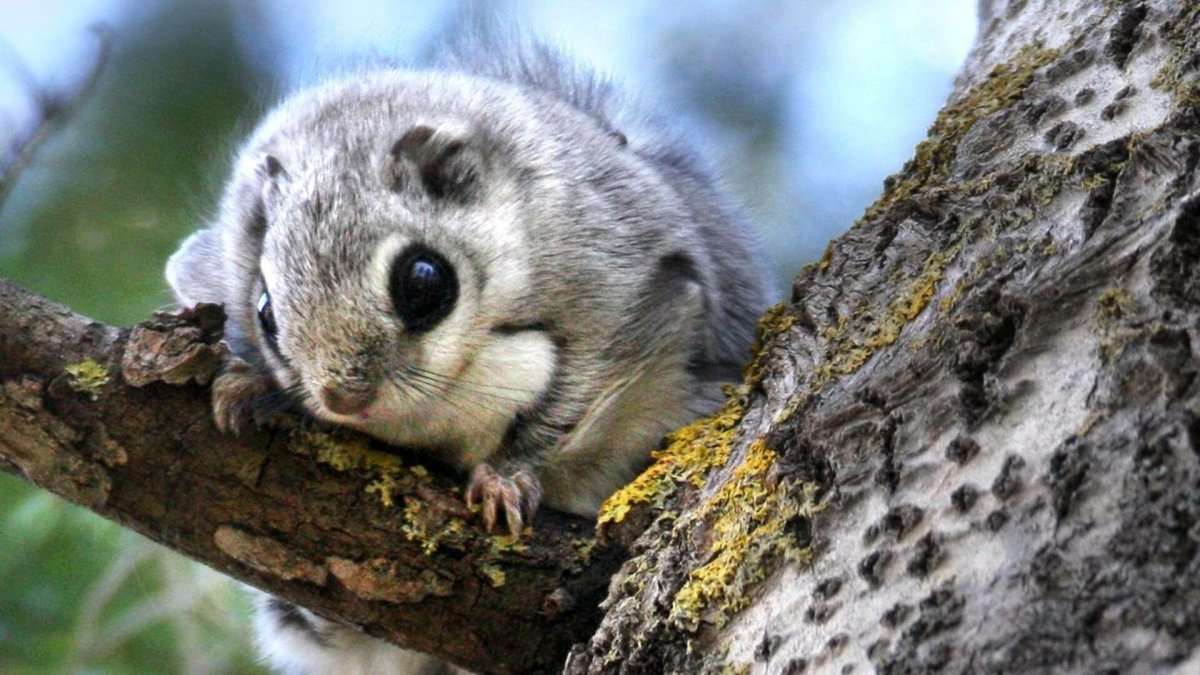 Летяга Момонга