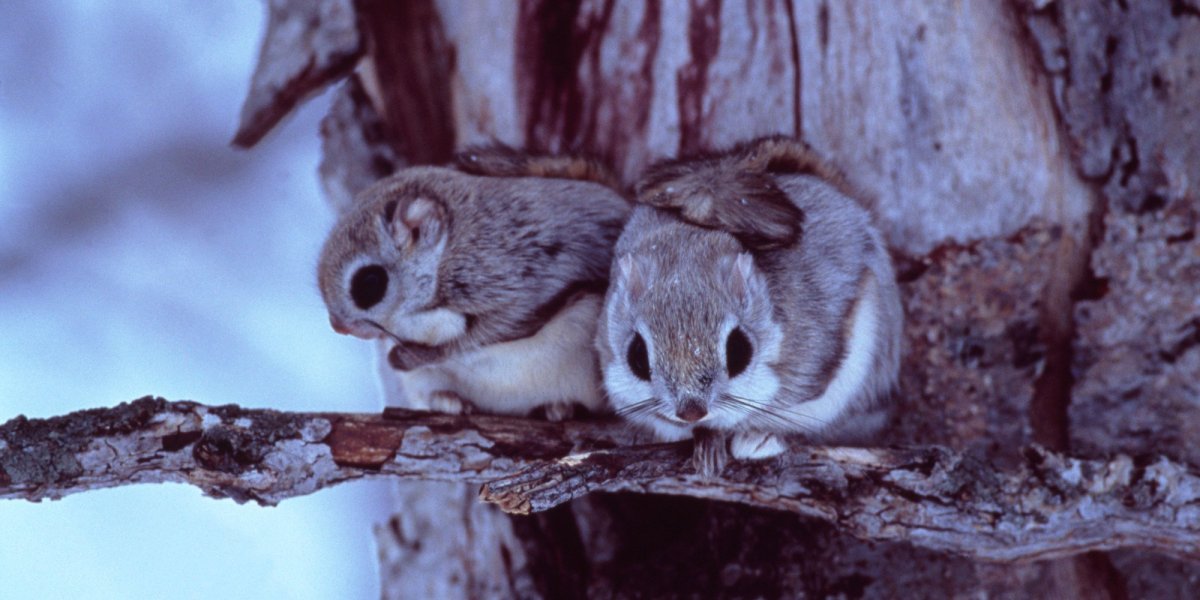 Японская белка Момонга