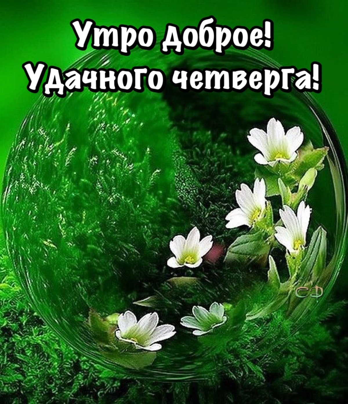 Доброе утро зеленое