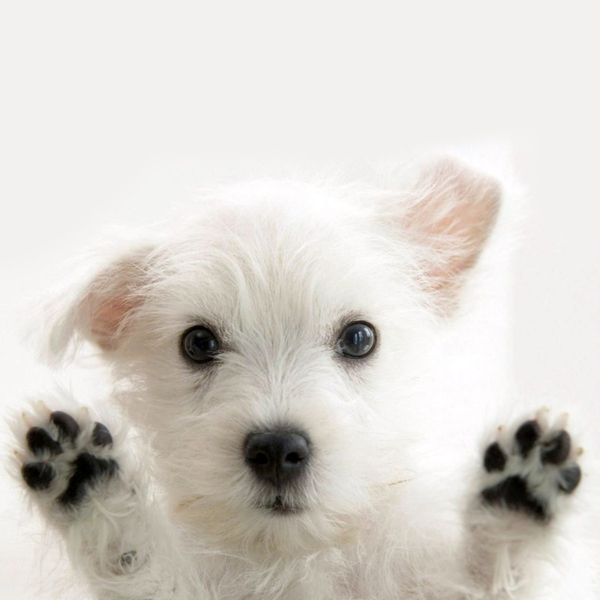 Хочу домой фото