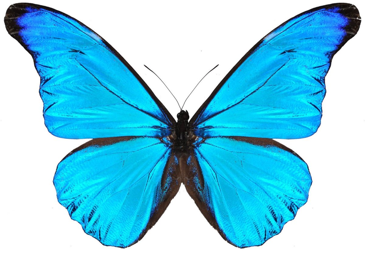 Голубые бабочки на белом фоне