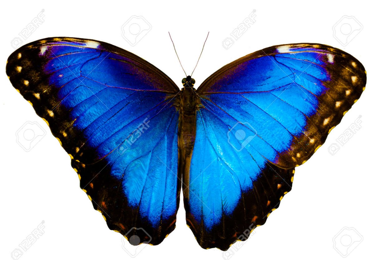 Бабочки светло голубые