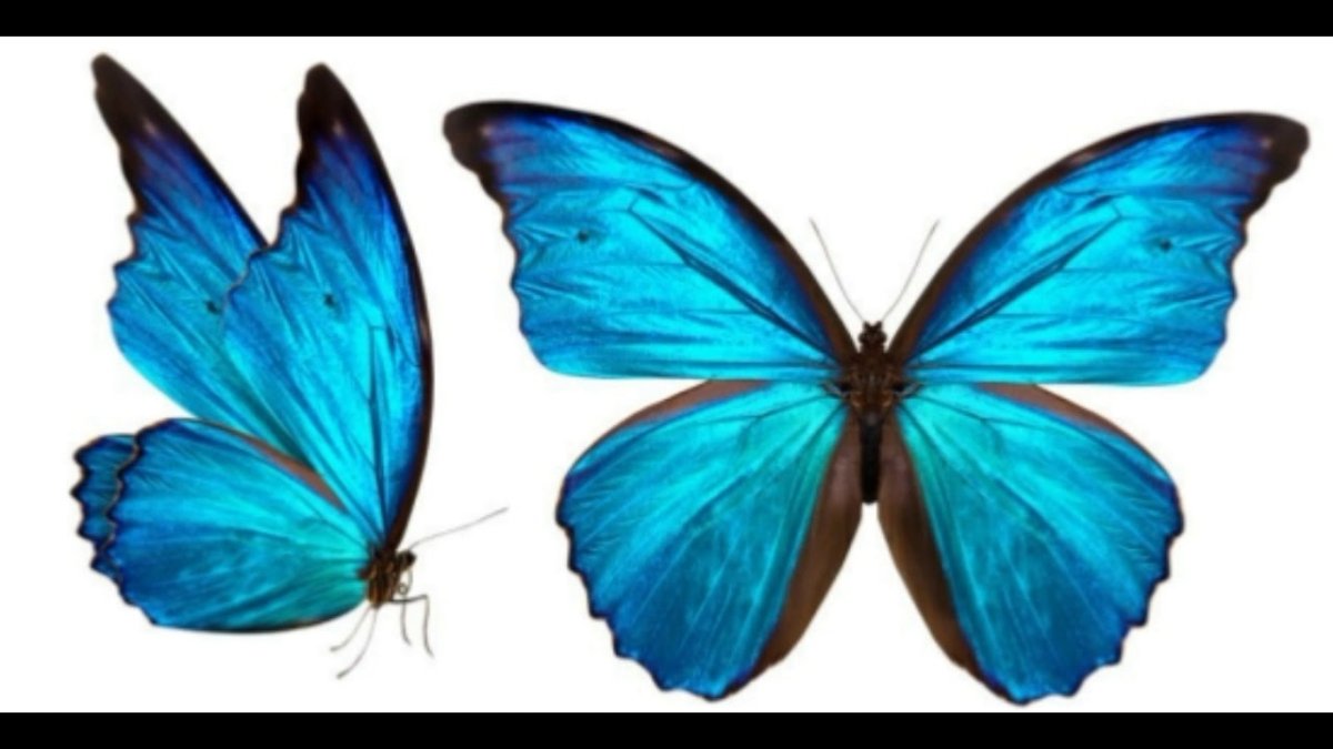 Сиреневые бабочки