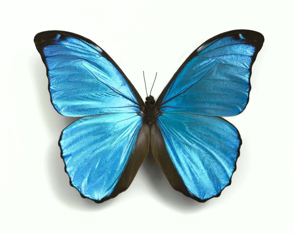 Бирюзовые бабочки