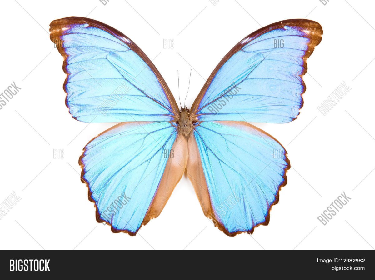 Синяя бабочка для детей