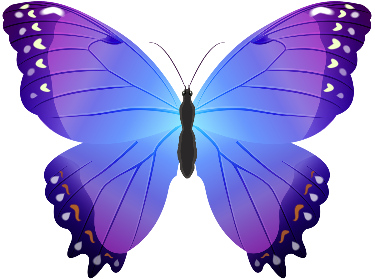 Много бабочек