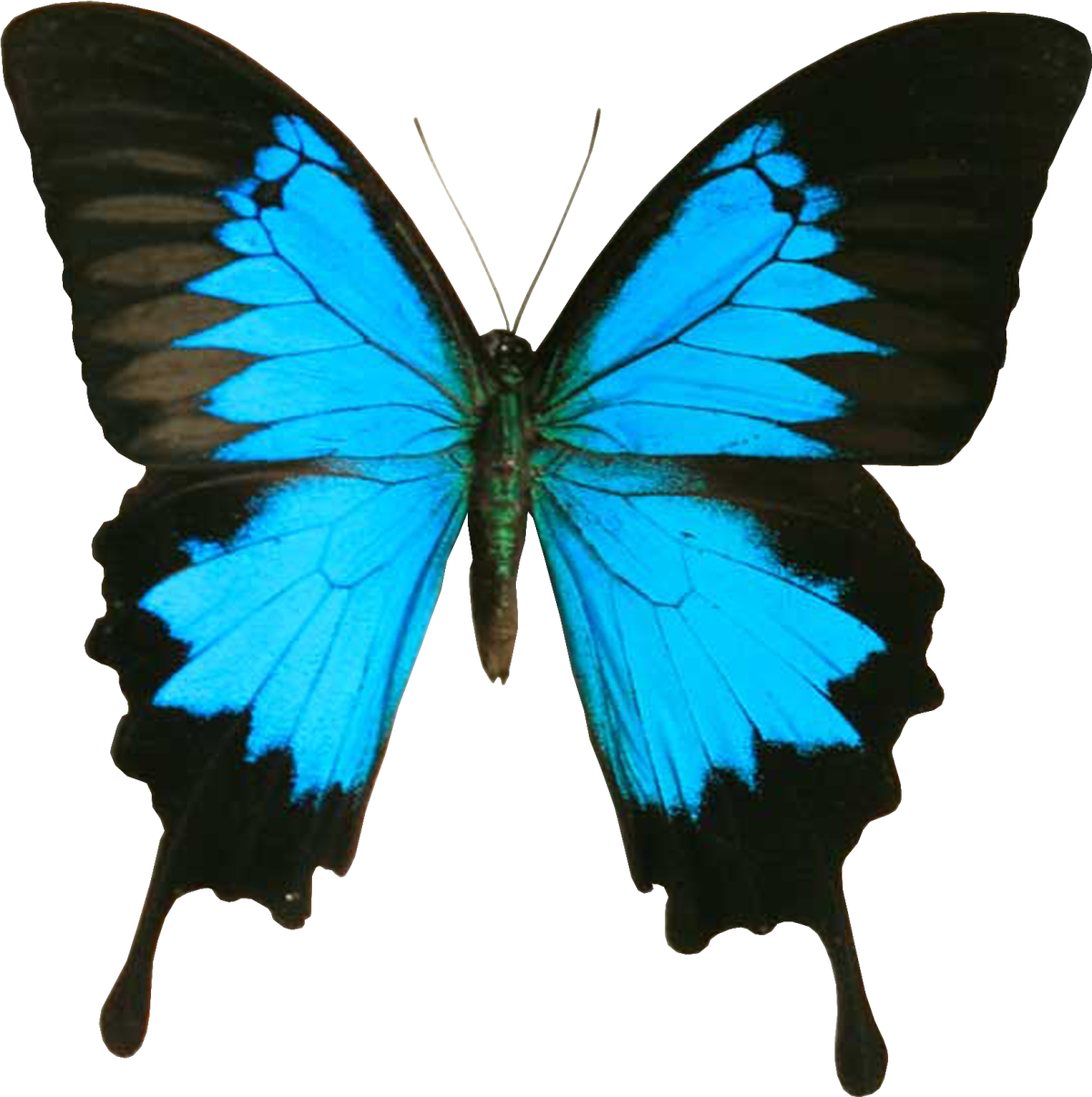 Синие бабочки на прозрачном фоне