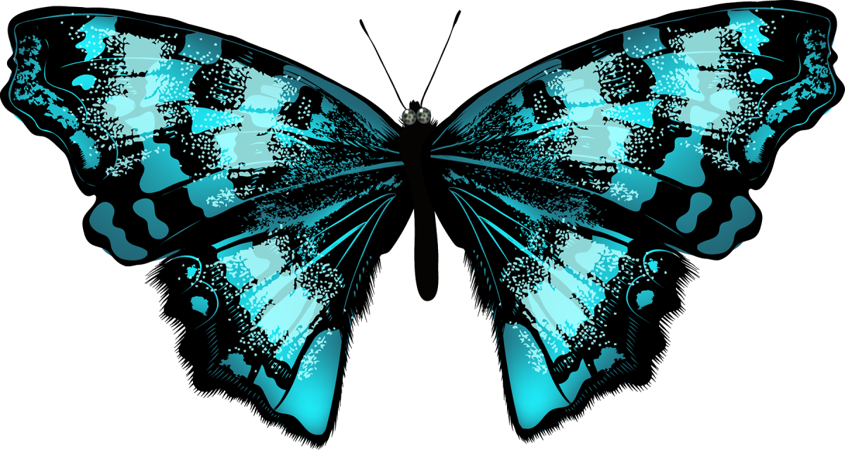 Бабочки бирюзовые картинки на белом фоне