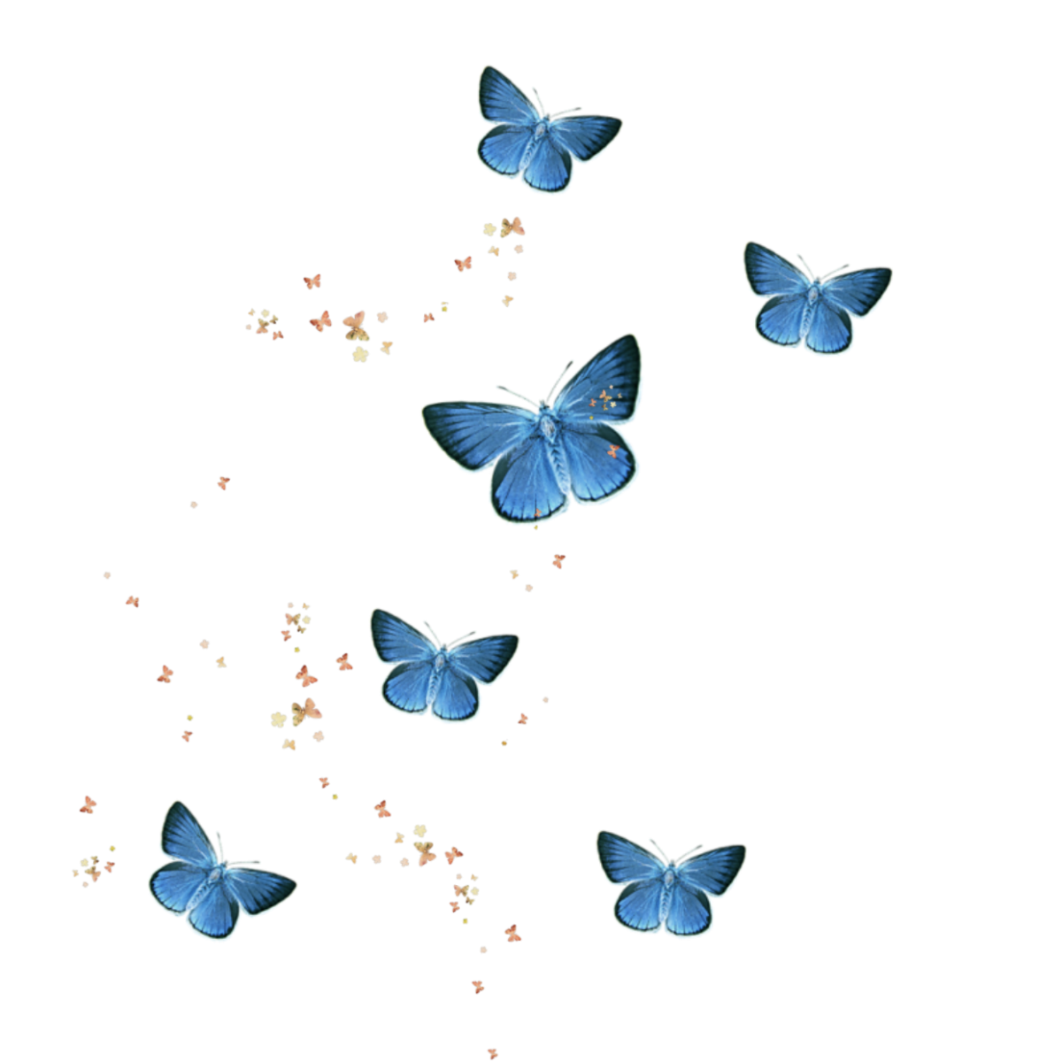 Красивые бабочки на белом фоне